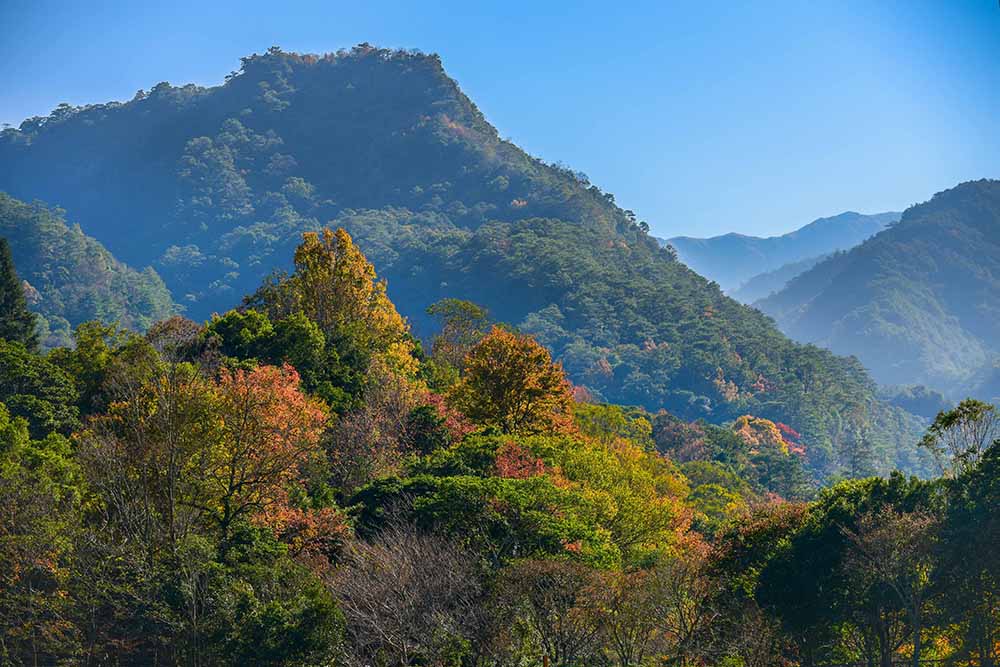 奧萬大森林草坪燭光音樂會、賽德克巴萊古謠、 曲冰部落八部合音、親愛部落 二日巡旅