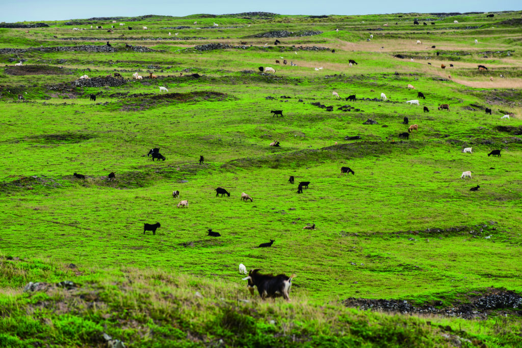 目前東吉嶼島上的羊比人還要多，是島上的主要居民