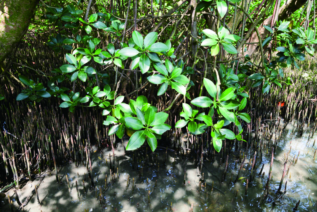 紅樹林保護區的水道，沿途可欣賞五梨跤、水筆仔、欖李海茄苳等紅樹林植物