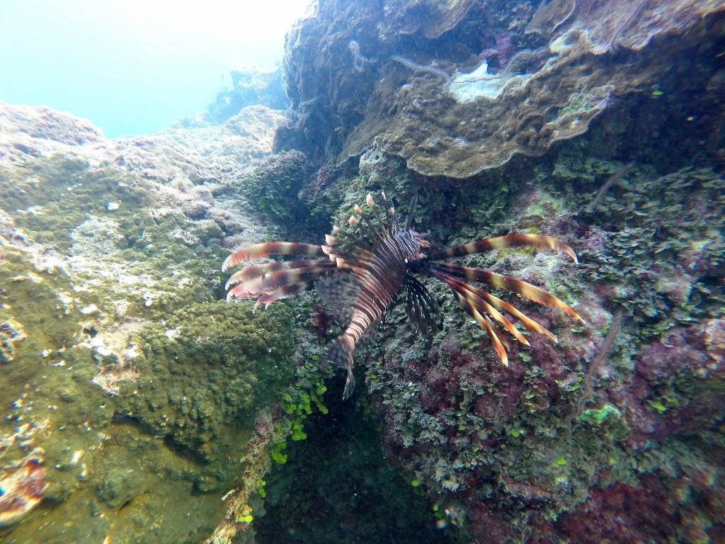 在墾丁潛水可以見到海底的美麗生物及珊瑚礁