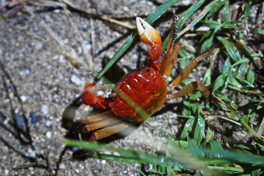 港口村的陸蟹生態相當豐富，在路上隨處可見螃蟹大搖大擺地過馬路